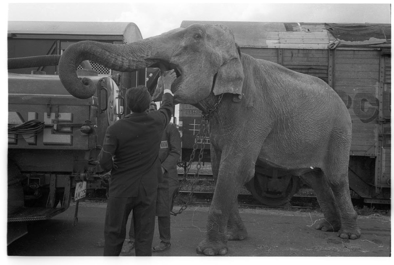 Elefanten am Güterbahnhof Kiel-West