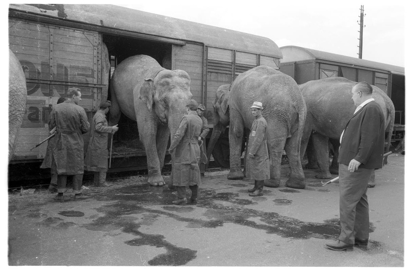Elefanten am Güterbahnhof Kiel-West